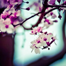 Spring Party Decorating Ideas with Paper Lanterns