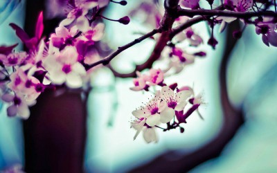 Spring Party Decorating Ideas with Paper Lanterns